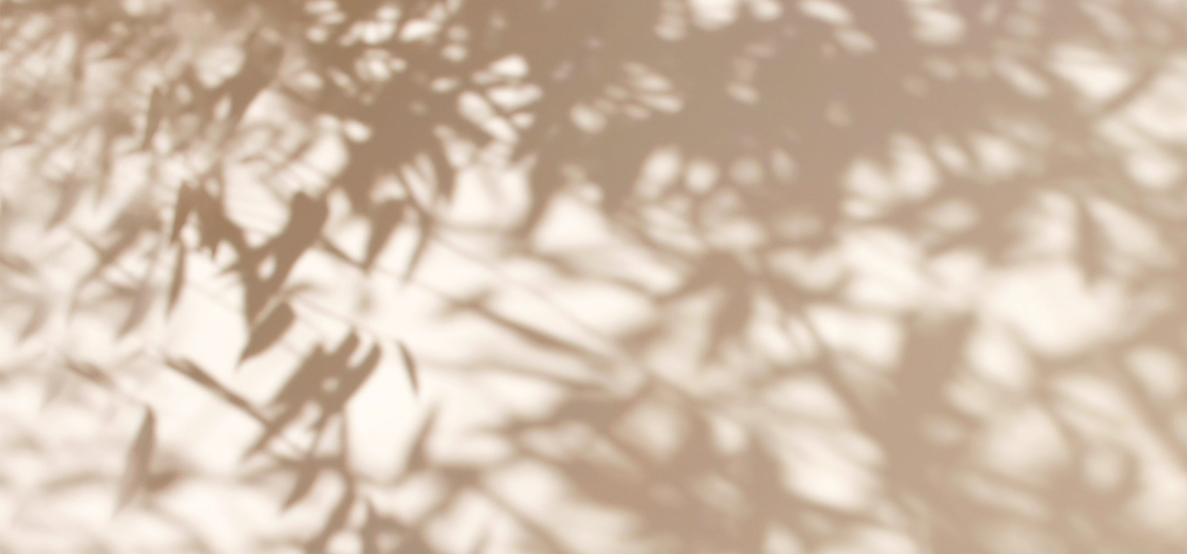 Shadow of plants on a white wall