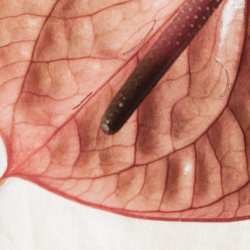 Wenn die Haut blüht – Rosacea: Behandlung, Pflege und Tipps