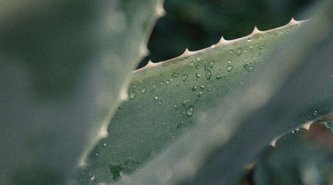 Un dono della natura: la cura della pelle con l'aloe vera